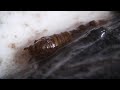 Yes, That Fly Did Come Up Your Drain | Deep Look