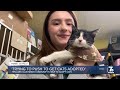 Ten Lives Club needs community’s help to adopt cats