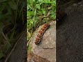 Fascinating Caterpillar Facts You Didn't Know