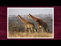 Evolution of Giraffes and their Giant Relatives