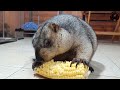 marmot likes to eat corn the most of all foods