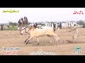 Bull Race - Hassar  - 4.7.2024 - hamza sky video fateh jang