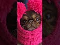 Send this to your sister to see their reaction 😄#shorts #funny #dogs audio by adrioxas