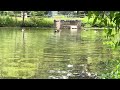 Ducklings are growing up now, practicing flying to get ready for winter migration