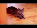 8 Things You Must Never Do to Your Russian Blue Cat