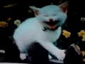 Laughing cat