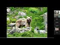 Review of brown bear research SW Asia Ambarli
