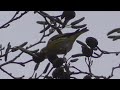 Lesser Redpoll and Siskin at RSPB Sandwell Valley