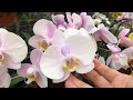 Put 1 Bag In The Root! Orchids Bloom For A Year Without Fading