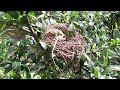 The whole process of the eagle attacking a nest of birds, with no editing 老鹰袭击一窝小鸟的完整过程，全程无剪辑，有后续