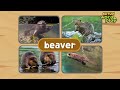* Animals that live near water * | Katuri Word Play | Learn Animals | Animals for kids to learn