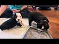 Molly/Jax miniature bernedoodle puppies (orange, pink, purple collars) 4 wks old!