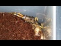 Centipede eating a cricket