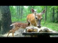 Doe with fawn