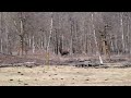 Running Bison (Big Lone Bull runs across an open plain)