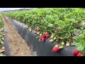 Campos de fresas 🍓