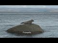 Lazy Seal | Seal | Isle of Arran | Corrie Scotland | Fremantle stock footage | E19R29 067