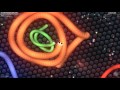 Jumbo PLAYS SLITHERIO - Slither.io Gameplay