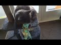 Simba (My Cat) Playing And Being Funny