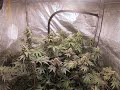 bubble bath indoor cannabis grow close to harvest