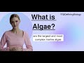 What Is Algae? |Biology Definitions