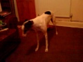 daft greyhound