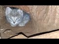 Bushy gave birth,  #feralkittens #feral  #catlover #cat