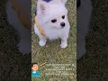 반려견을 사랑합시다🐶🐶#오창 멍글멍글펫글램핑장#반려견#동물농장#강