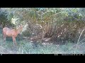 Got It! Deer Snags Plum from Tree