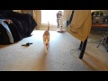 Kitten playing fetch