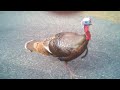 Tom Turkey Attacks Car