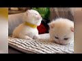 funniest 🐕 dogs and 🐈 cats.... movies 🤣🤣🤣🤣🐕🐈