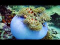 Beautiful Coral Reef Fish 4K(ULTRA HD) - Relaxing Music - Coral Reefs, Fish and Colorful Sea Life