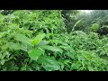 Rainforest - Rain sounds for Sleep - 1 hour rain sounds for sleep and relax sound