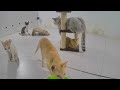 🤣 You Laugh You Lose 😸 Funny Animal Moments 2024 ❤️