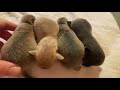 1 Week Old Orphaned Puppies Feeding Routines | Sweetie Pie Pets by Kelly Swift