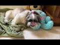 Our Shih Tzu is Almost Sweet 16! 🥳😮 | Lacey Enjoys a Fruit Snack 🍓🍈🐾