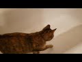 Cute Cat in Bathtub 3: Mocha