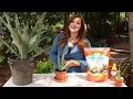 Aloe Vera Care Guide! 🌿🌵// Garden Answer