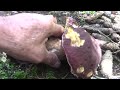 Porcino: Boletus pinophilus.#nature #birds #mushroom