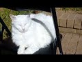 cat steals seat 😑