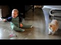 Baby plays with cats and laughs hysterically