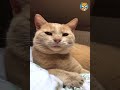 Funniest Cats and Dogs Videos 🐶🐱 | Funny Animal Videos #25