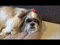 Our Shih Tzu is Living a Comfortable Life at 15 🐶😊 | Pawsitive Vibes Only! 🐾
