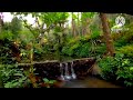 RELAXING RIVER SOUNDS : peaceful birds chirping, nature sounds, brook, tropical forest symphony