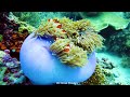 Mischievous Clown Fishs 4K (ULTRA HD) - Best Aquarium Tour Ever With Calming Music