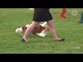 LIVE: Tuxedo Park Kennel Club All-Breed Show