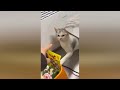 The Funniest Animals 2024 😹 Collection Video Best Funny Animals #2