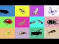 Insect Guess Game | Firefly Cricket Mayfly Butterfly Ladybug Praying Mantis Carpenter Ant