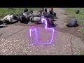 Pigeon feeding 😋